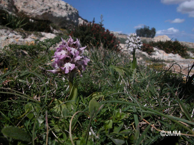 Orchis conica