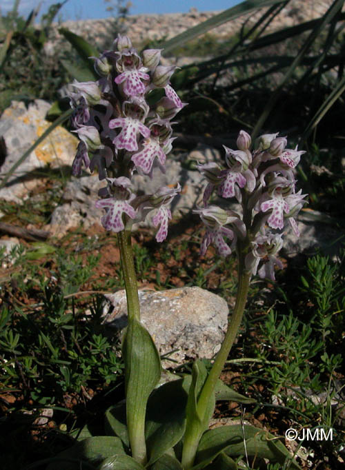 Orchis conica