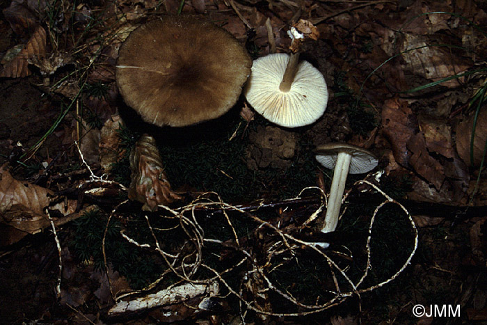 Megacollybia platyphylla