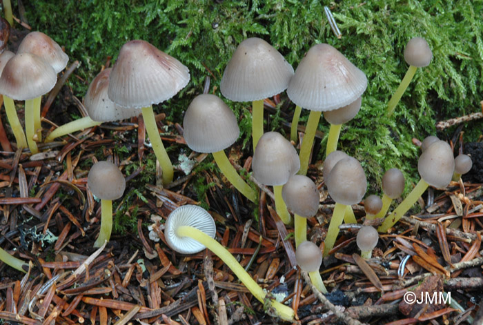 Mycena viscosa