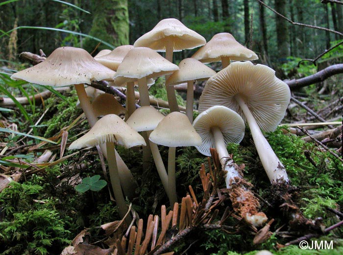 Mycena galericulata