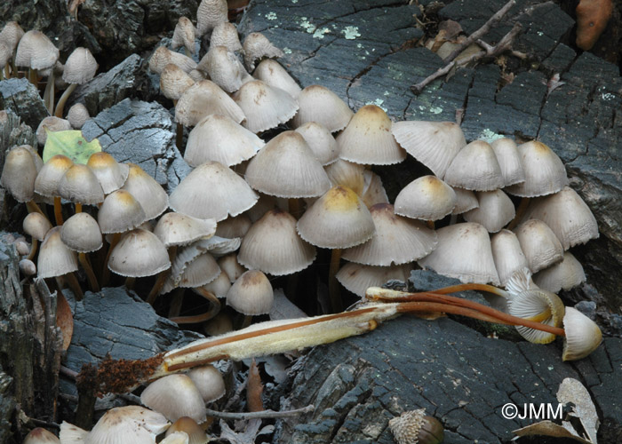 Mycena inclinata