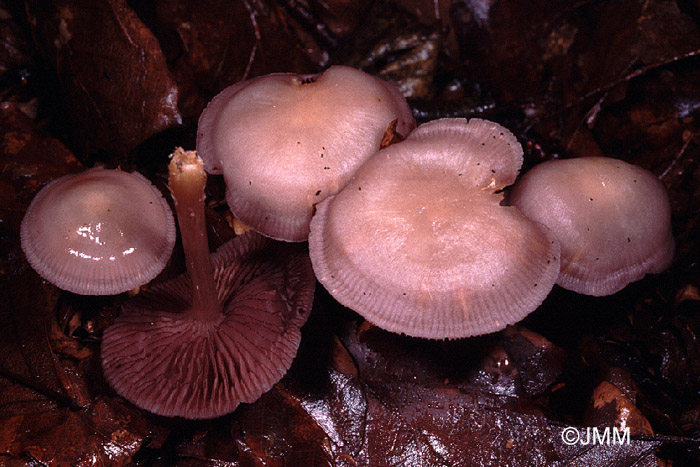 Mycena pelianthina