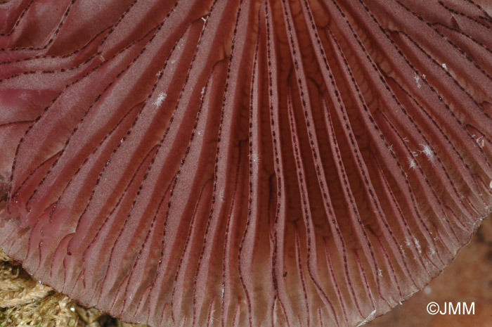 Mycena pelianthina