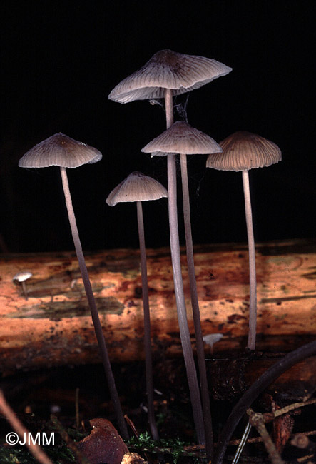 Mycena polygramma