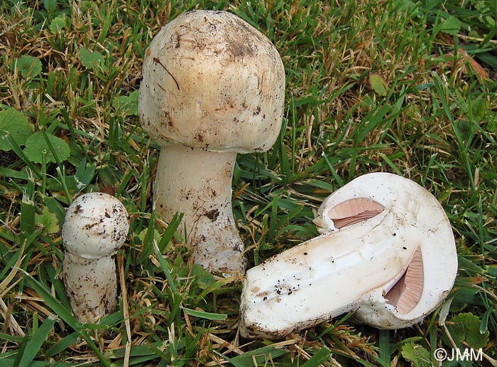 Agaricus arvensis