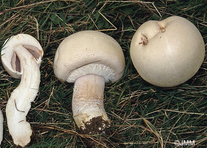 Agaricus arvensis