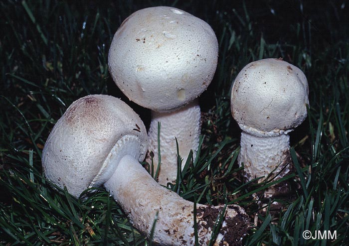 Agaricus arvensis