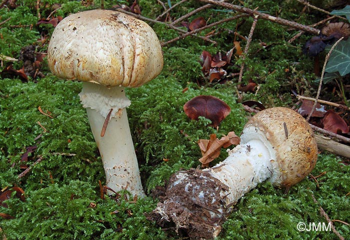 Agaricus augustus var. augustus