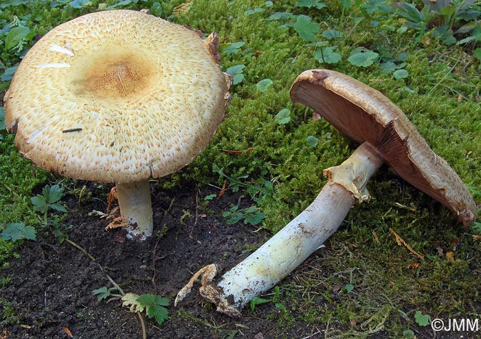 Agaricus augustus var. augustus