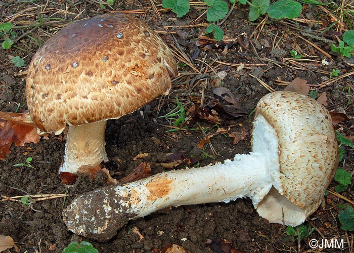 Agaricus augustus var. augustus