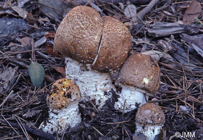 Agaricus augustus var. perrarus