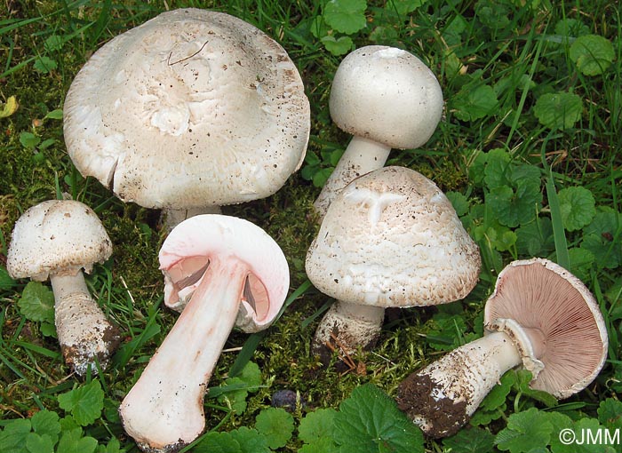 Agaricus benesii