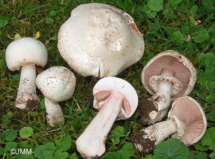 Agaricus benesii