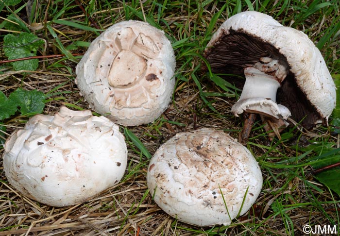 Agaricus bernardii