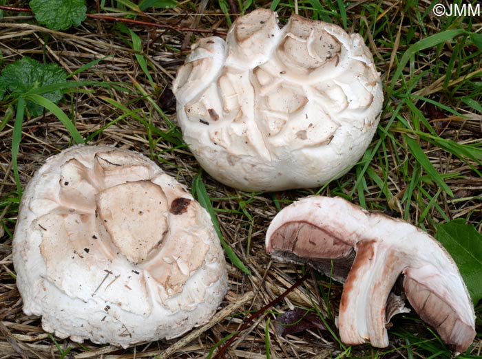 Agaricus bernardii