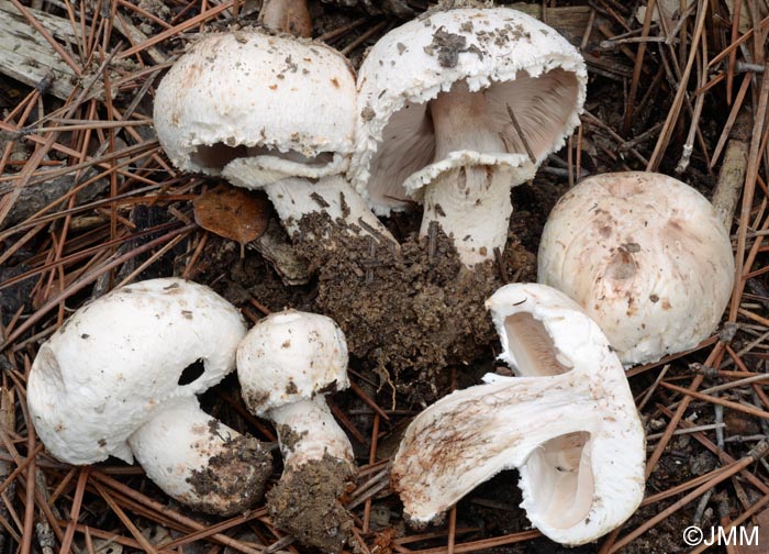 Agaricus bernardii