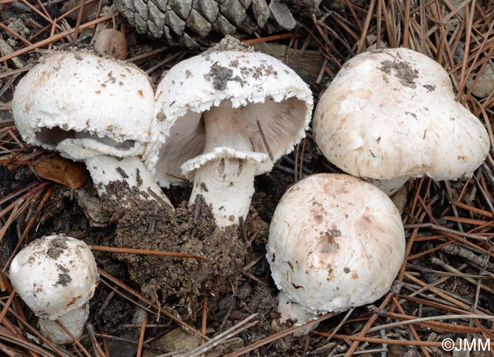 Agaricus bernardii