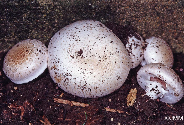 Agaricus bisporus