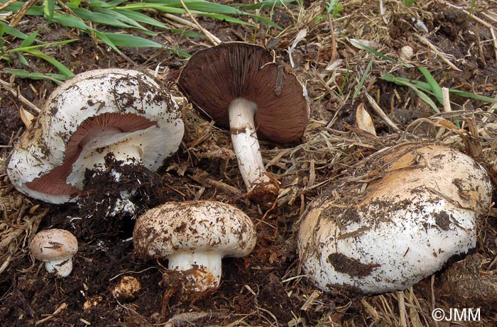 Agaricus bisporus