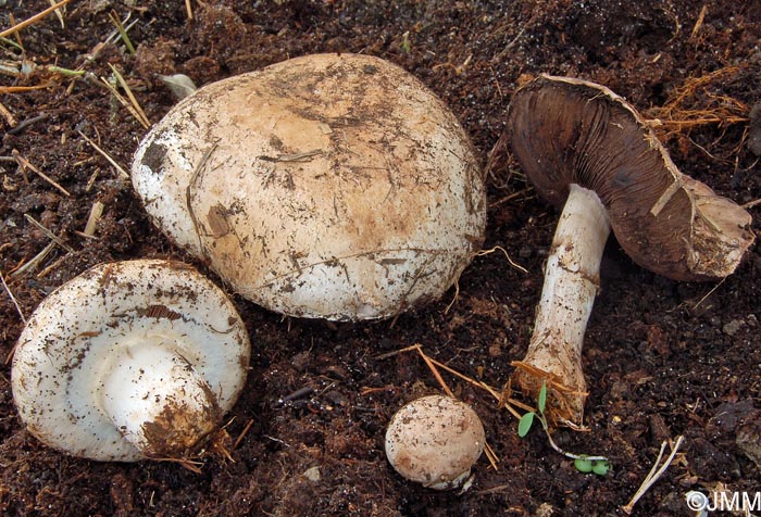 Agaricus bisporus