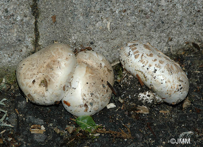 Agaricus bitorquis