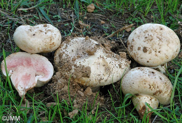 Agaricus bitorquis