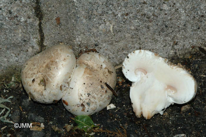 Agaricus bitorquis