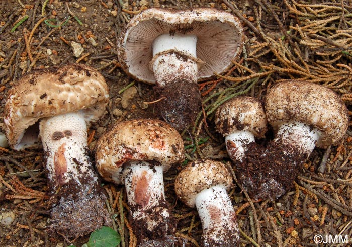 Agaricus boisseletii