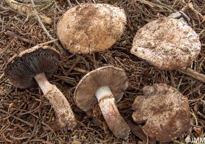 Agaricus boisseletii