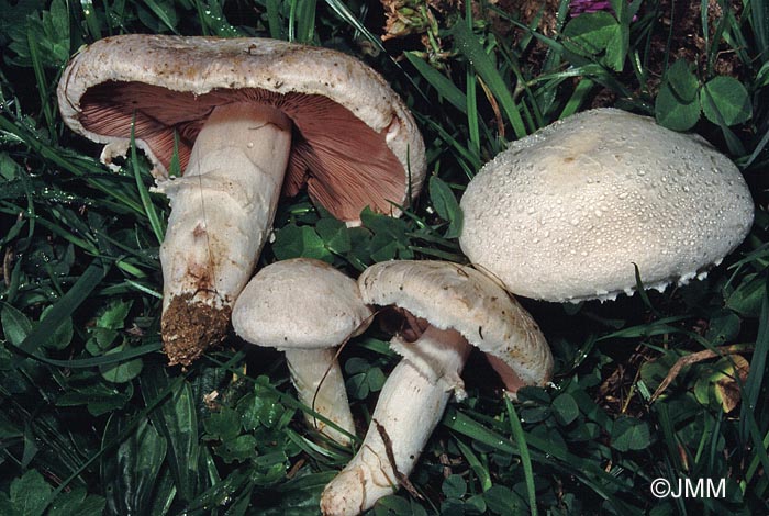 Agaricus campestris