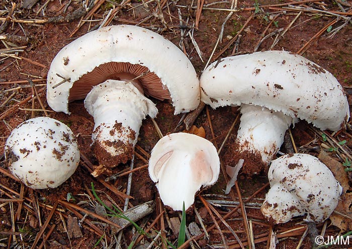 Agaricus campestris var. campestris