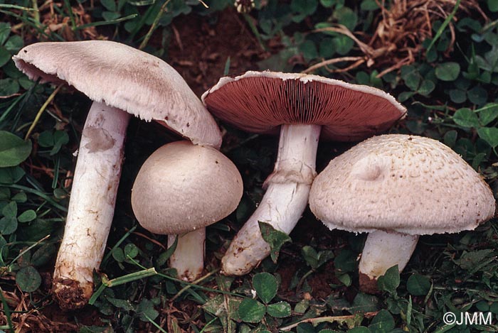 Agaricus campestris