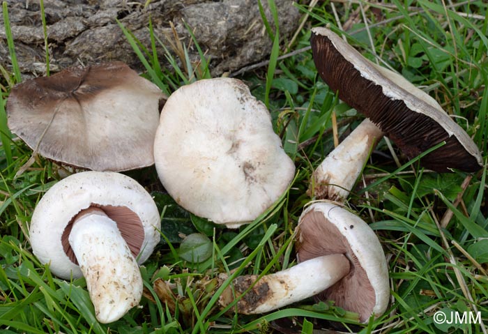 Agaricus campestris