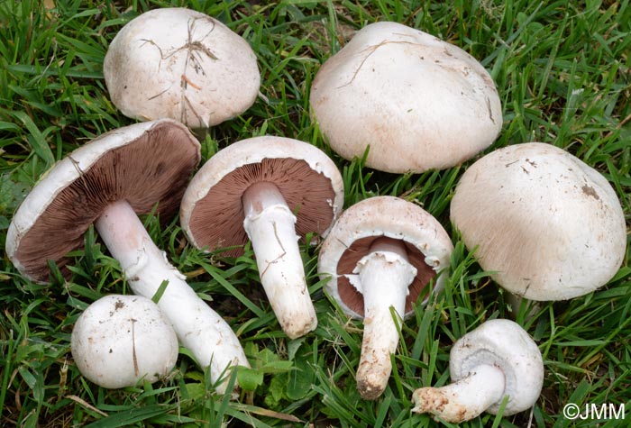 Agaricus campestris