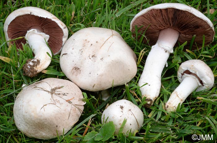 Agaricus campestris