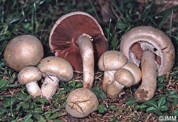 Agaricus campestris var. equestris