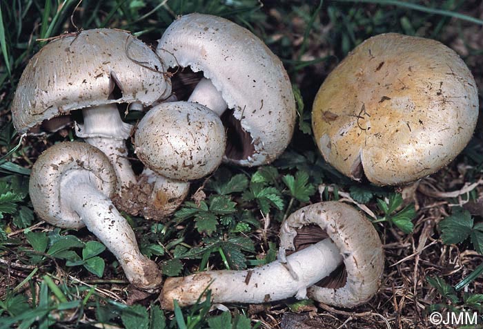 Agaricus campestris var. equestris