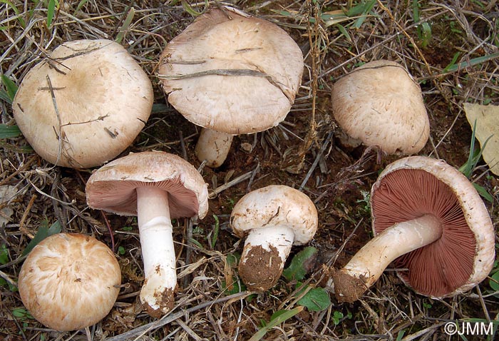 Agaricus campestris var. squamulosus