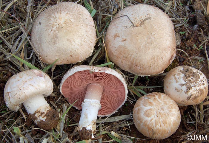 Agaricus campestris var. squamulosus