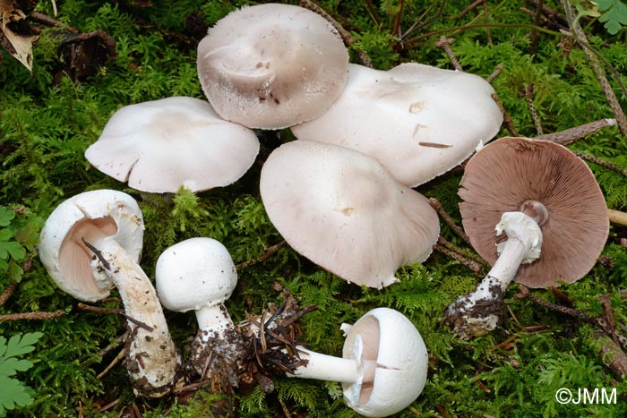 Agaricus chionoderma= Agaricus chionodermus