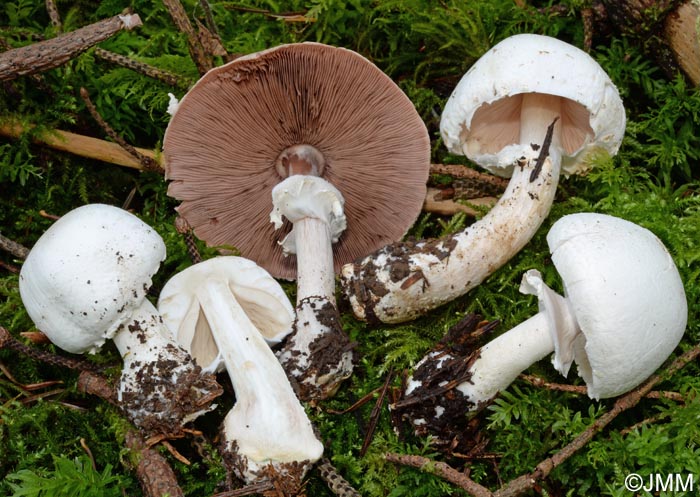 Agaricus chionoderma= Agaricus chionodermus