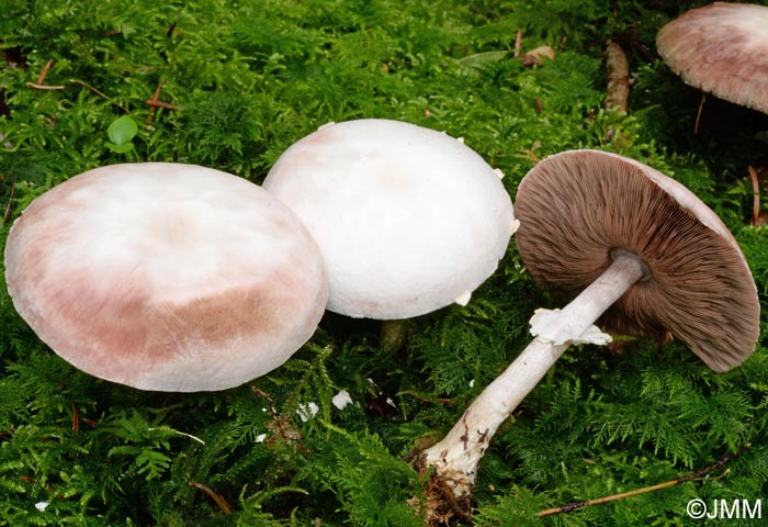 Agaricus chionoderma= Agaricus chionodermus