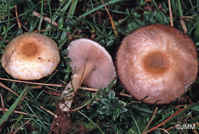 Agaricus comtulus