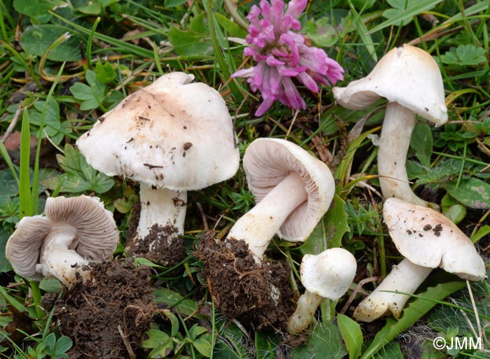 Agaricus comtulus