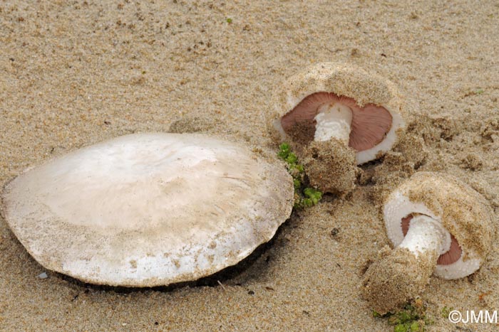 Agaricus devoniensis