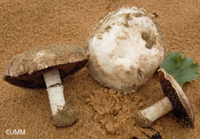 Agaricus devoniensis