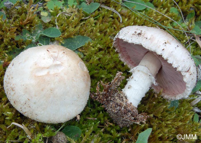 Agaricus devoniensis