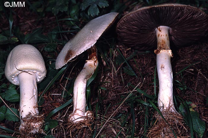 Agaricus essettei = Agaricus abruptibulbus