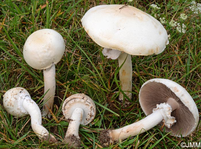 Agaricus fissuratus